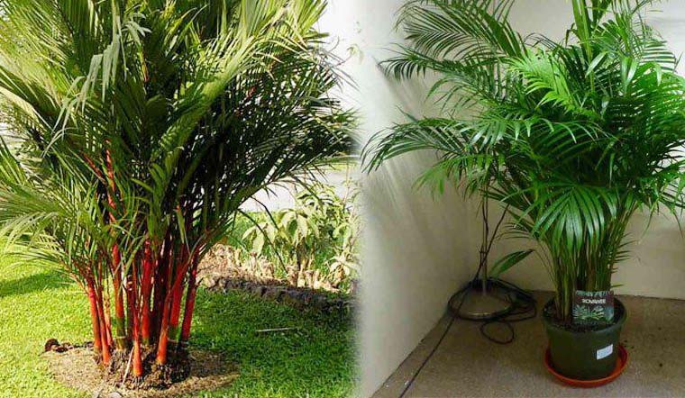 Cây dừa cảnh