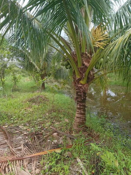 Cây Dừa Lóng Cao 1,5m - Giá Sỉ