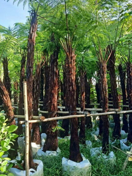 Cây Dương Xỉ Thân Gỗ Cao 2m
