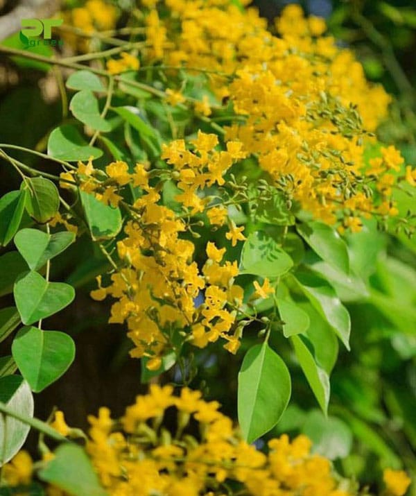 Cây giáng hương lá to