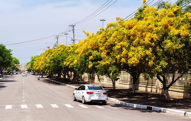 Cây lấy gỗ