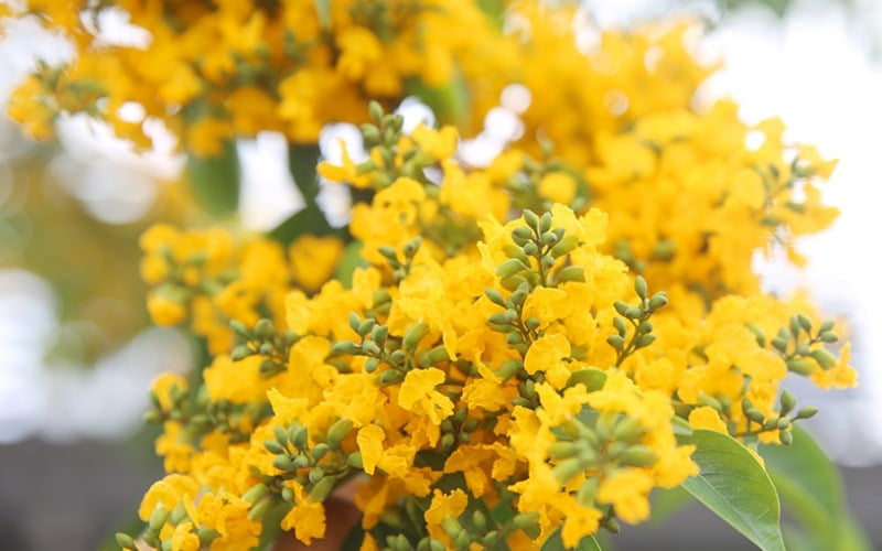 Cây giáng hương ra hoa tháng mấy trong năm?