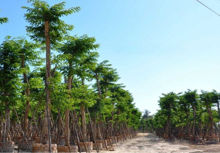 Cây giáng hương ra hoa tháng mấy trong năm?