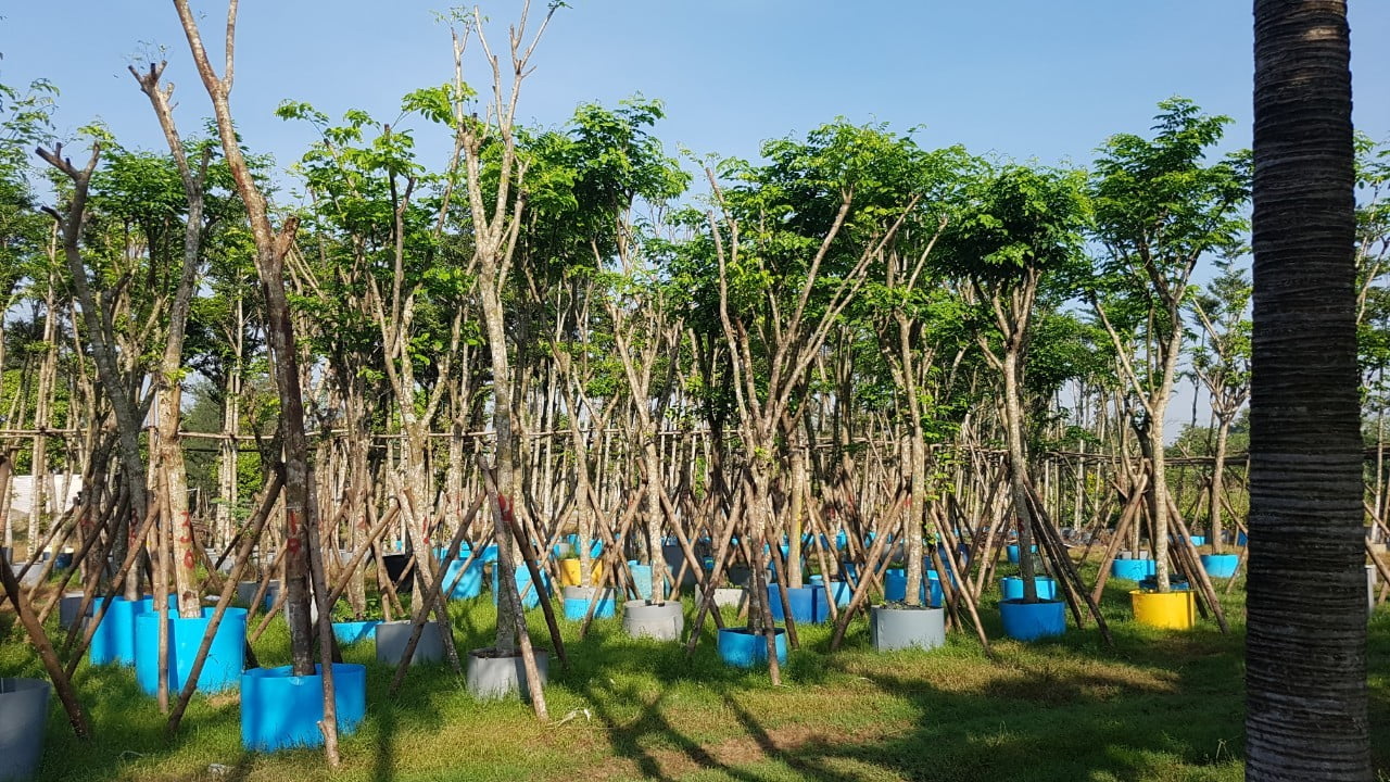 Cây giáng hương rụng lá vào mùa nào trong năm?