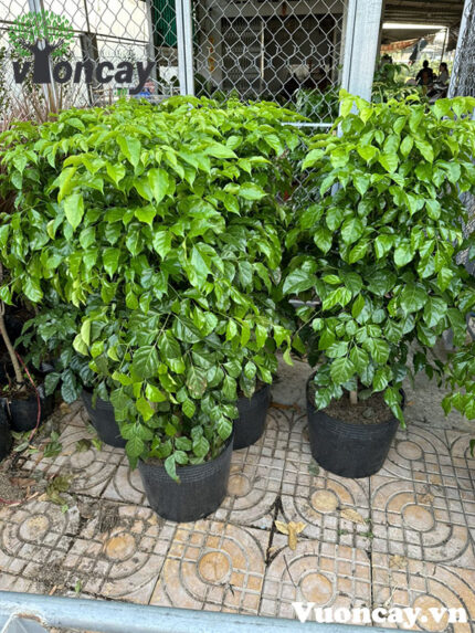 Cây Hạnh Phúc