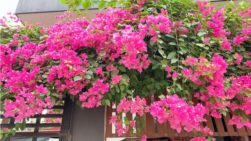 cây hoa giấy trồng trên sân thượng
