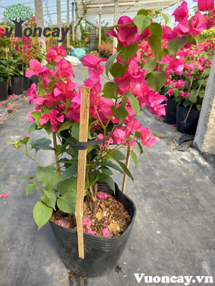 Cây Hoa Giấy chậu 10 - Giá Sỉ