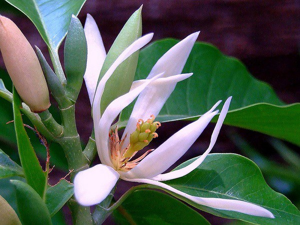 Nguồn gốc, ý nghĩa hoa ngọc lan