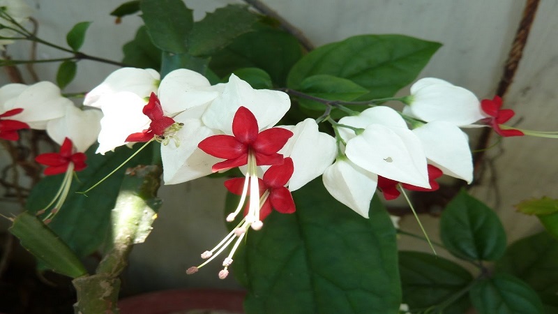 Cây hoa ngọc nữ