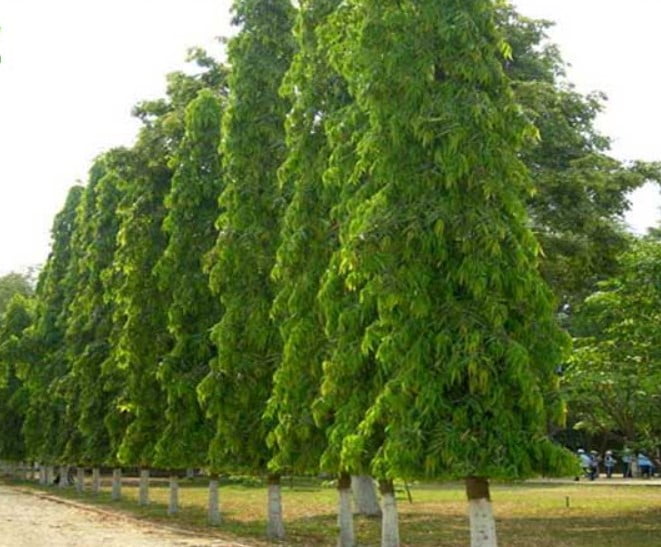 Cây trồng công viên