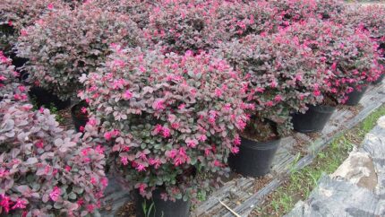 Cây Hồng Phụng cao 50 cm tán tròn - Giá Sỉ