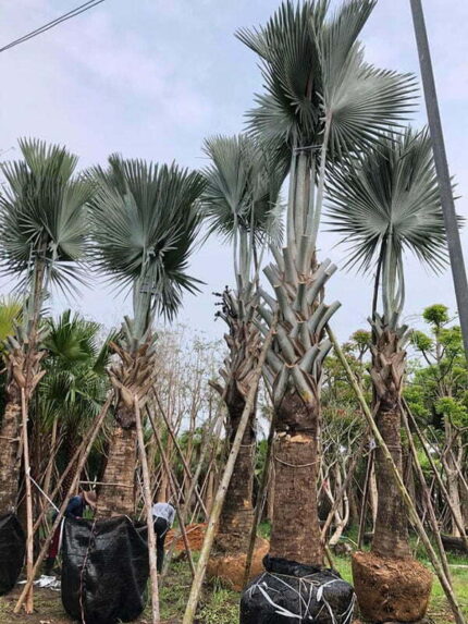 Cây Kè Bạc Lóng cao 2 - 2,2m