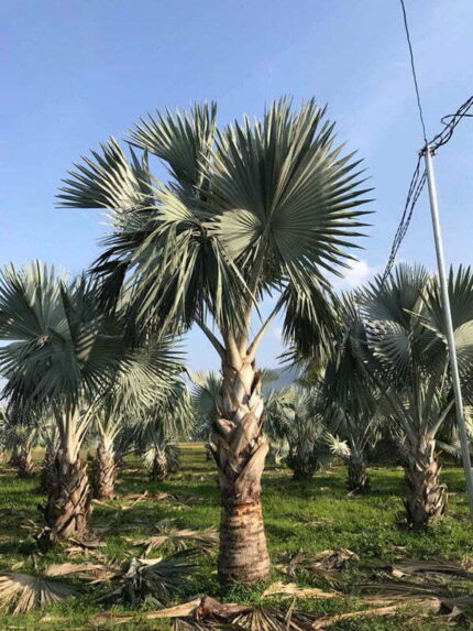 Cây Kè Bạc Lóng cao 1,5 - 1,7m