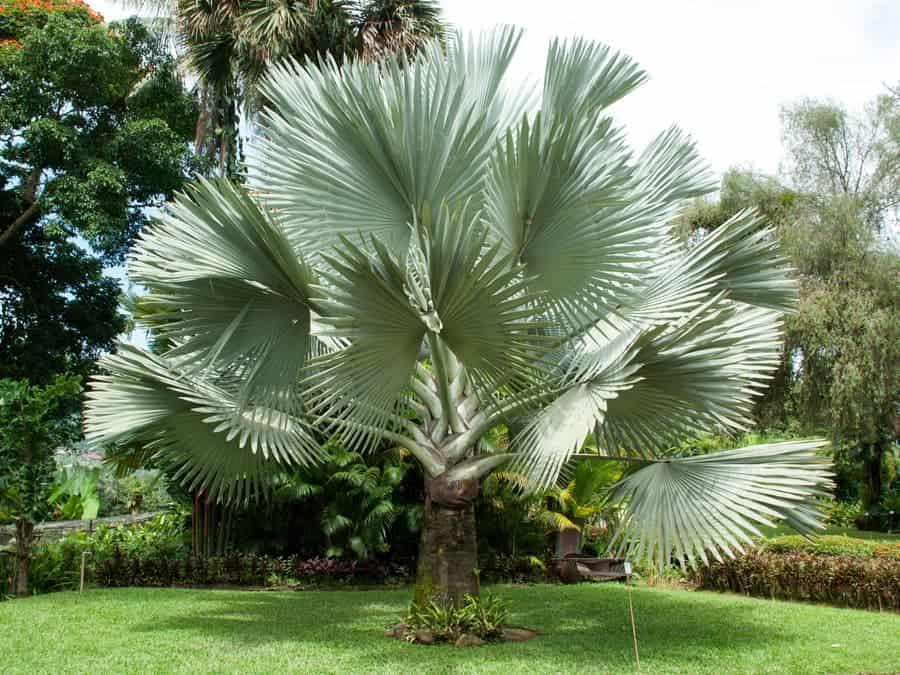 Hình ảnh cây kè bạc