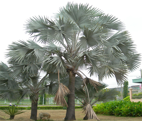 Cây kè bạc