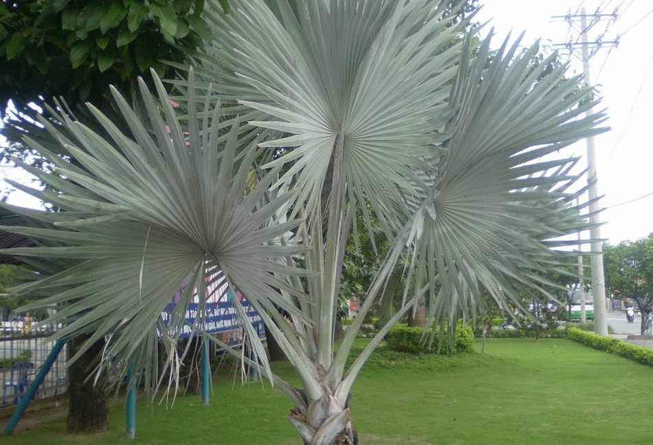 Cây kè bạc trồng trong sân vườn
