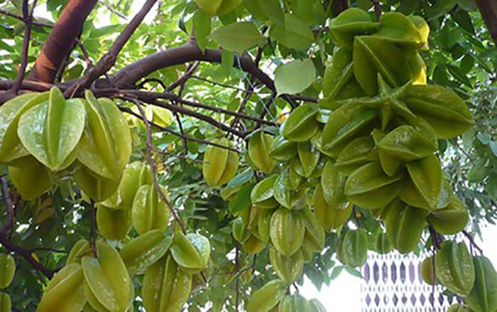 Hình ảnh cây khế