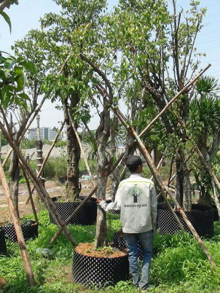 Cây khế cảnh cao 3m