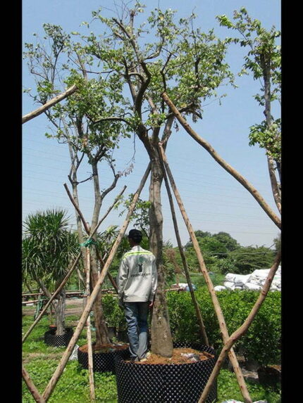 Cây Khế Ngọt cao 5m