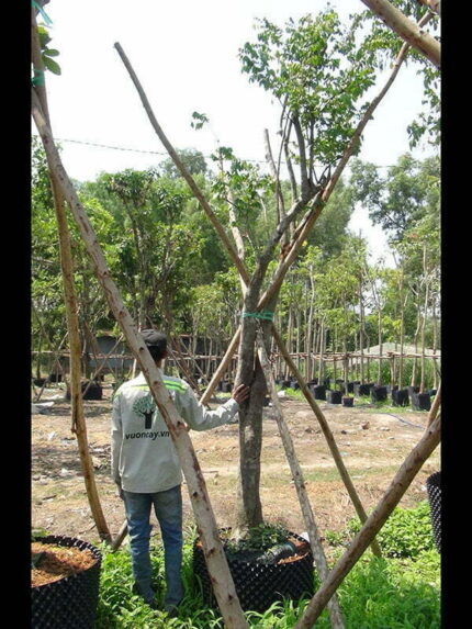 Cây khế cao 3,5m