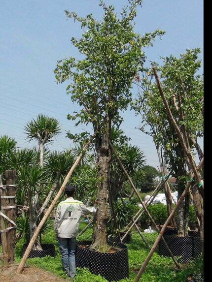 Cây Khế Chua cao 5m