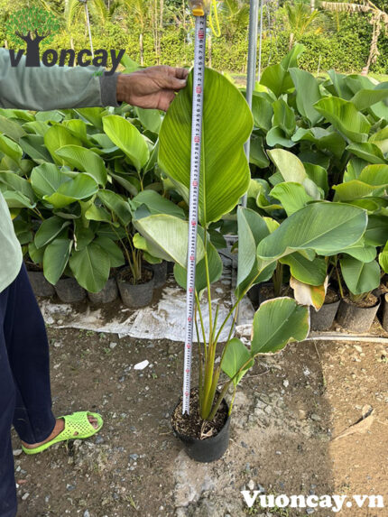Cây Lá Dong bạc 80 - 100cm
