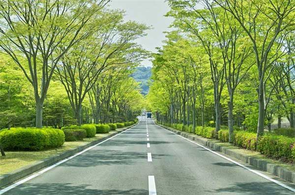 Cây lấy gỗ