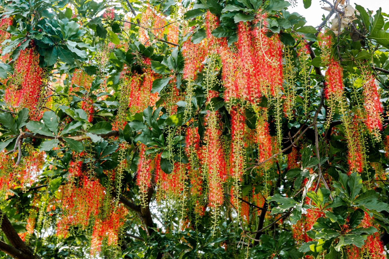 cây lộc vừng