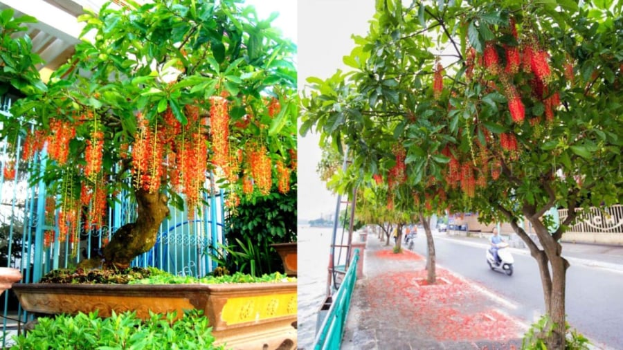 hình ảnh cây lộc vừng