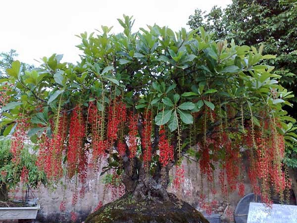 cây lộc vừng lá đỏ