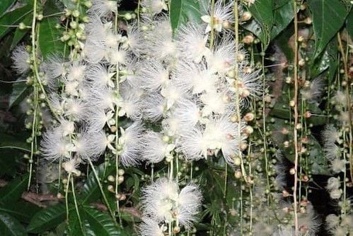 cây lộc vừng hoa trắng