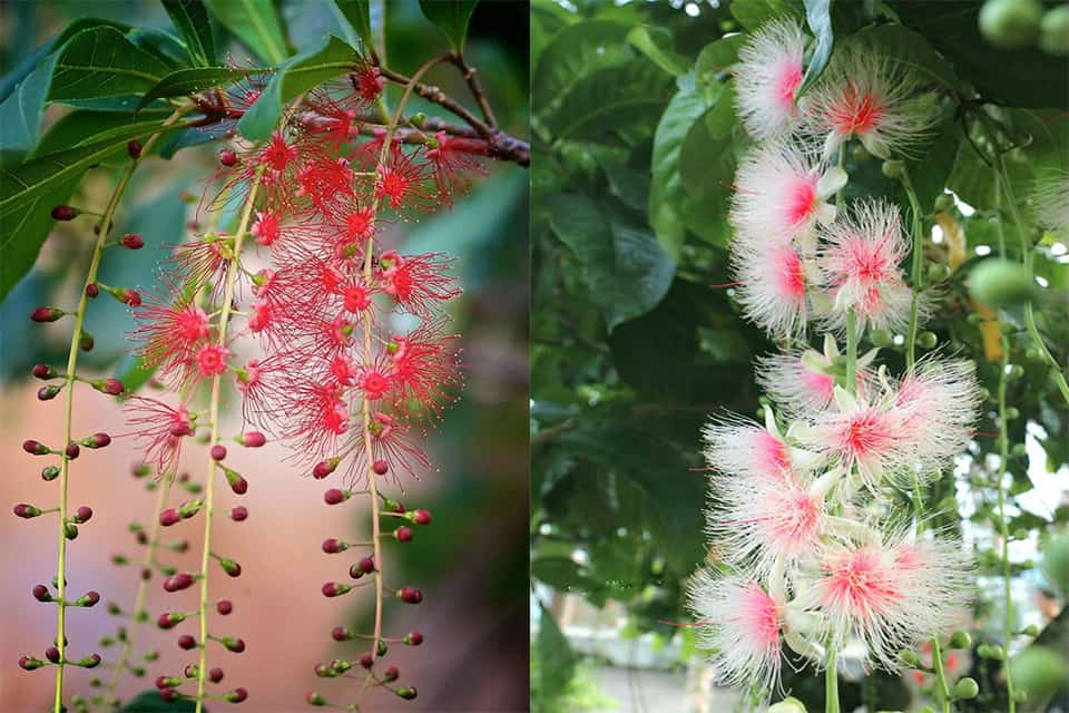 Cây lộc vừng lá to