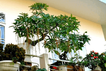 trồng cây lộc vừng trên sân thượng