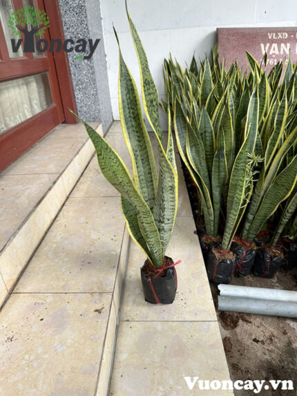 Cây Lưỡi Hổ chậu 1 thân - Giá Sỉ