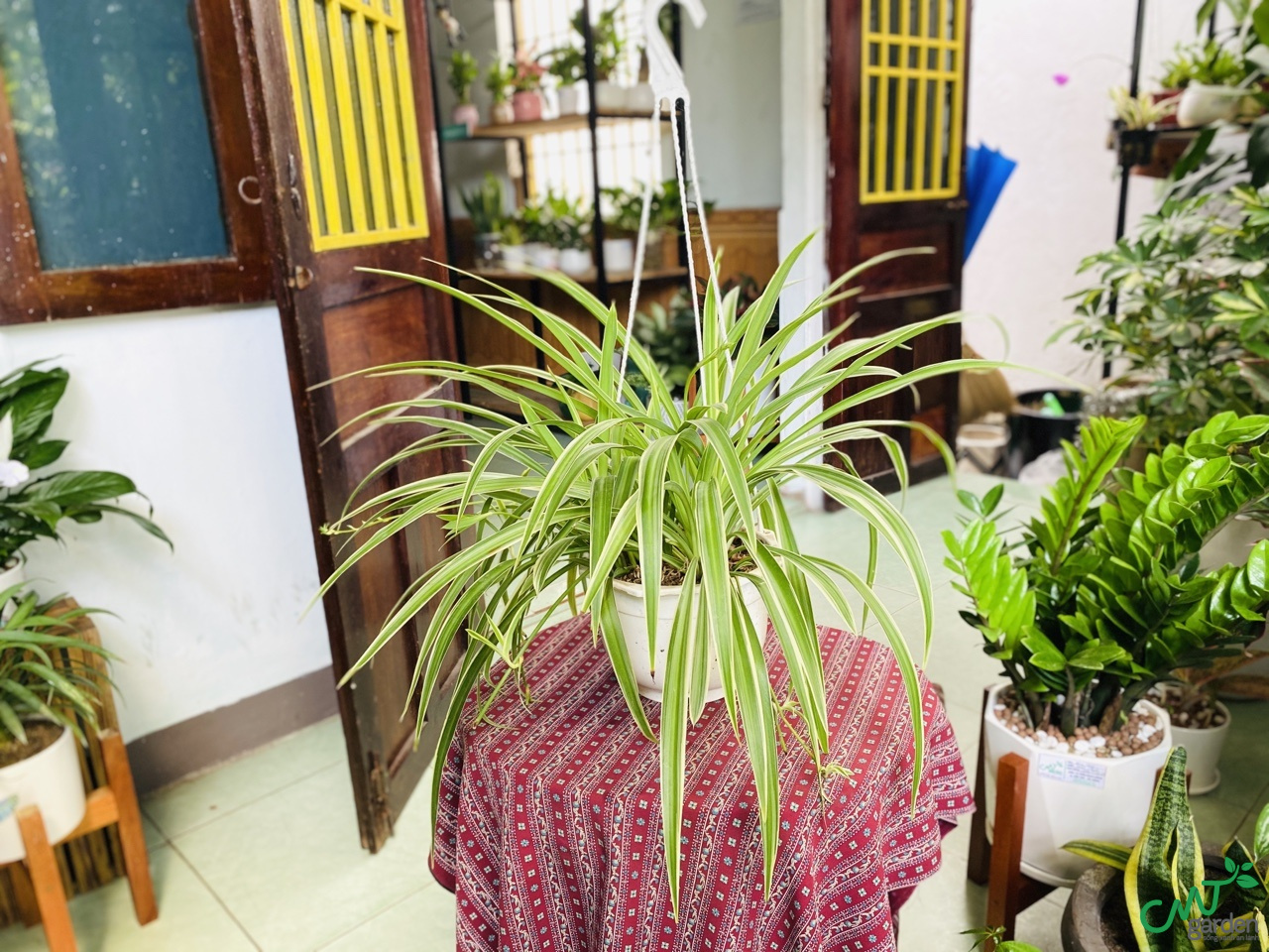 Cây mến khách