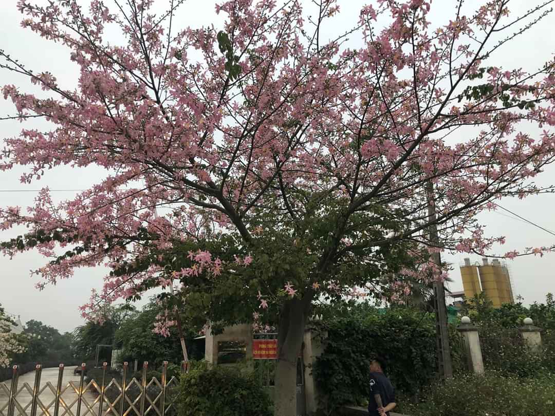 Hình ảnh cây mỹ nhân có hoa màu hồng