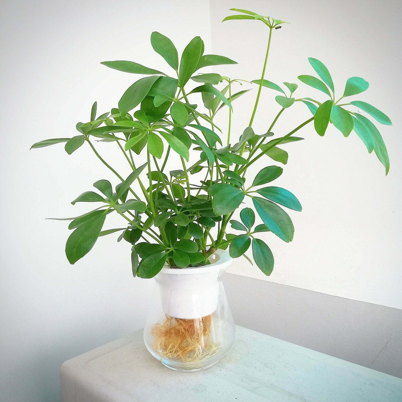 Cây trồng thuỷ sinh dễ trồng và chăm sóc