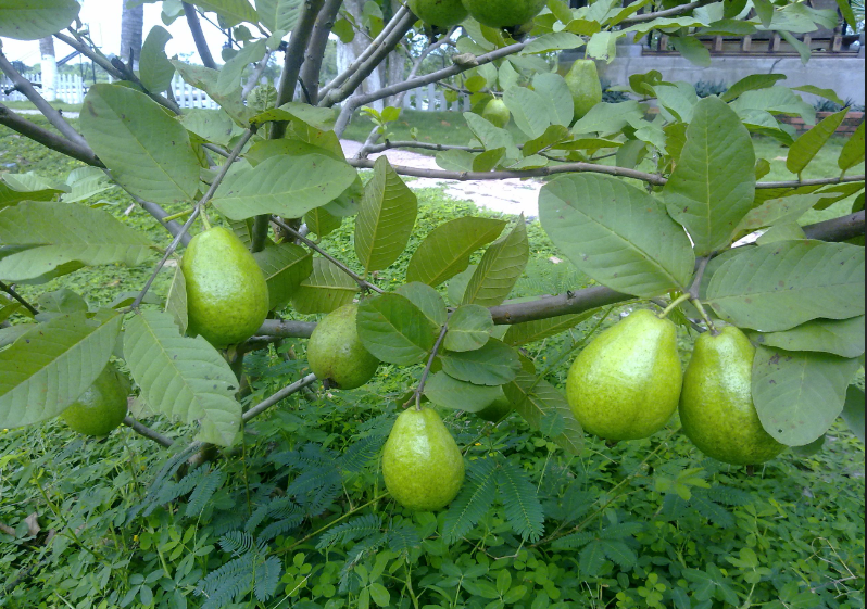 Hình ảnh trái ổi
