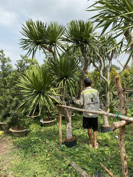 Cây Phát Tài Núi ươm cành