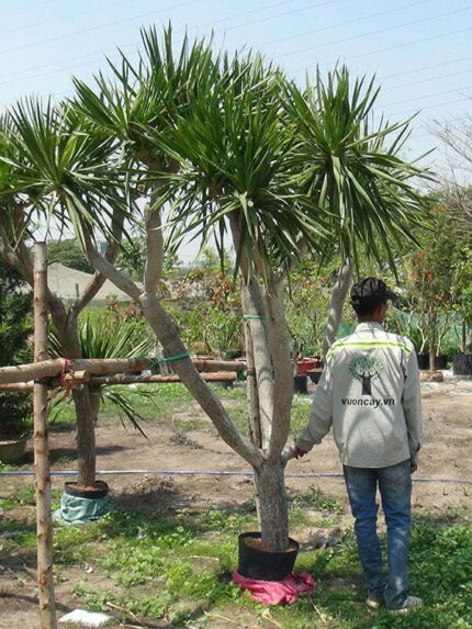 Cây Phát Tài Núi cao 3m