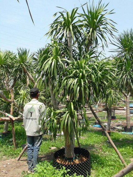 Cây Phát Tài Núi cao 3,5m