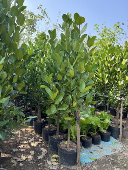 Cây Phúc cao 1,5m