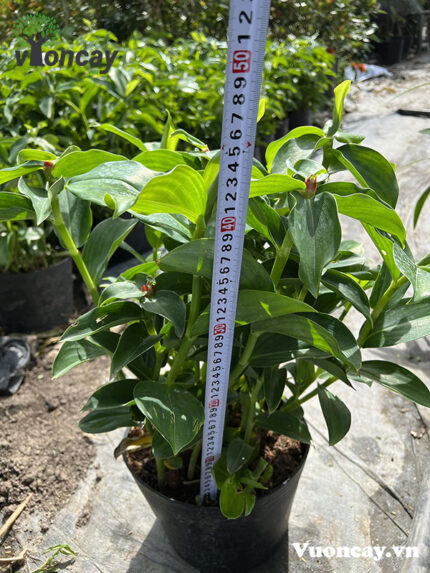 Cây Phúc Lộc Thọ cao 40 cm