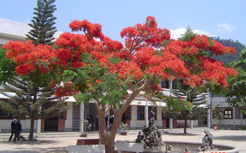 cây trồng trong trường học