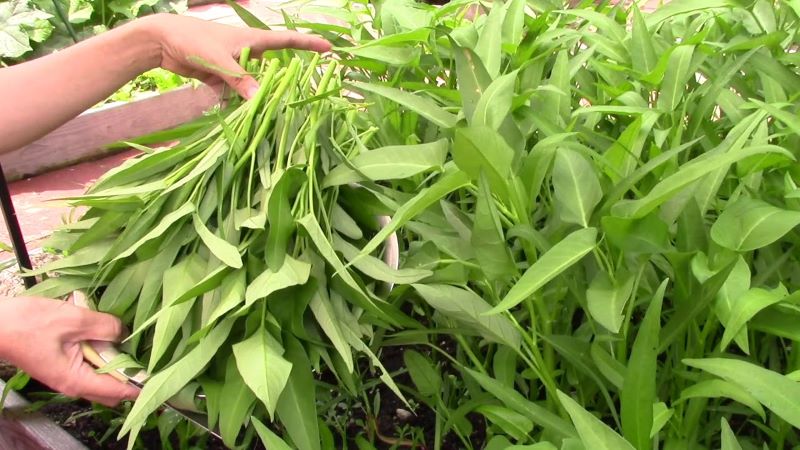 Cây rau muống trồng trên sân thượng