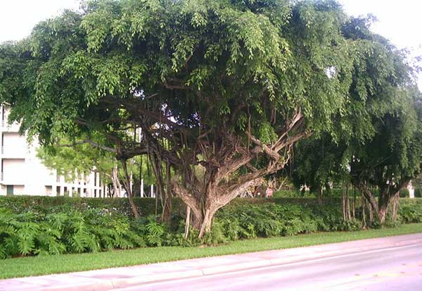 Cây trồng công viên