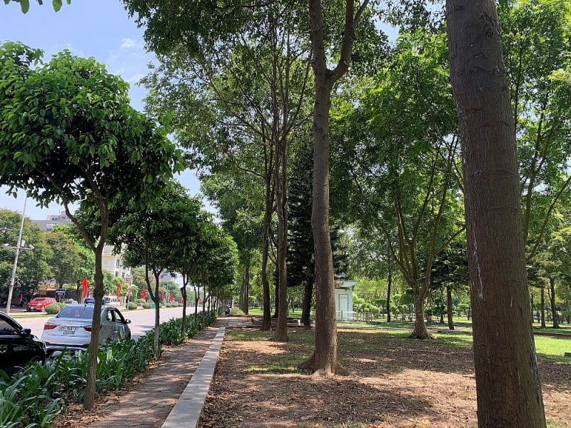 Cây lấy gỗ
