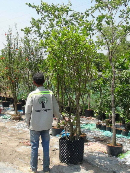 Cây Sơ Ri trồng sân vườn