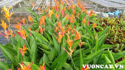 Cây Chuối Mỏ Két cao 60 - 70 cm - Giá Sỉ