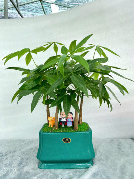 Cây Kim Ngân 5 Thân Tiểu Cảnh Mẫu 2